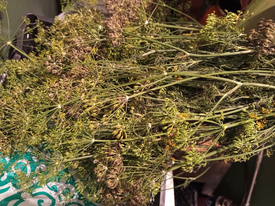 Продам огурцы дачные
