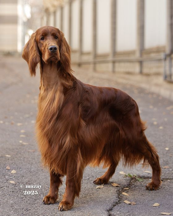 Ирландский сеттер для вязки