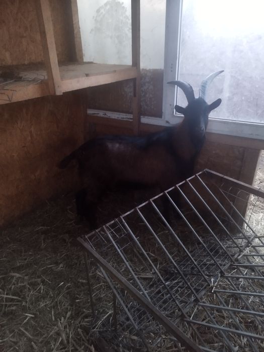 Vând Țap Alpin in vârsta de 1 an