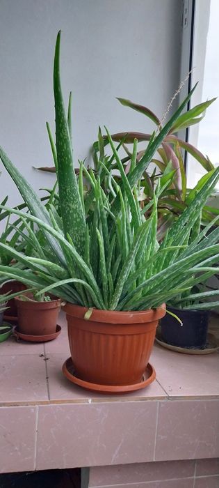 Растение - лечебно био Алое вера / Aloe vera bio plant