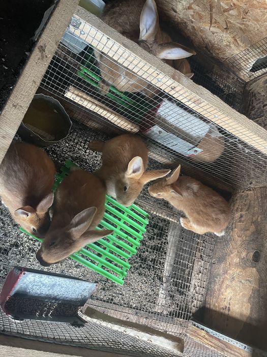 Продажа крольчат