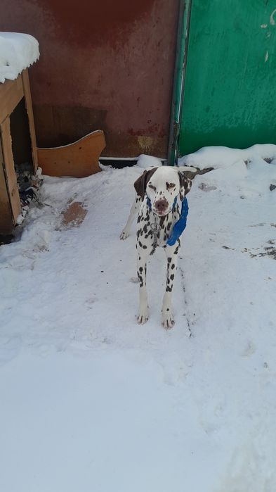 Отдам даром бесплатно