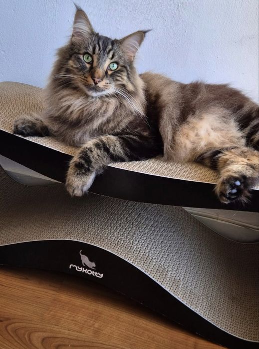 Norvegiana de padure