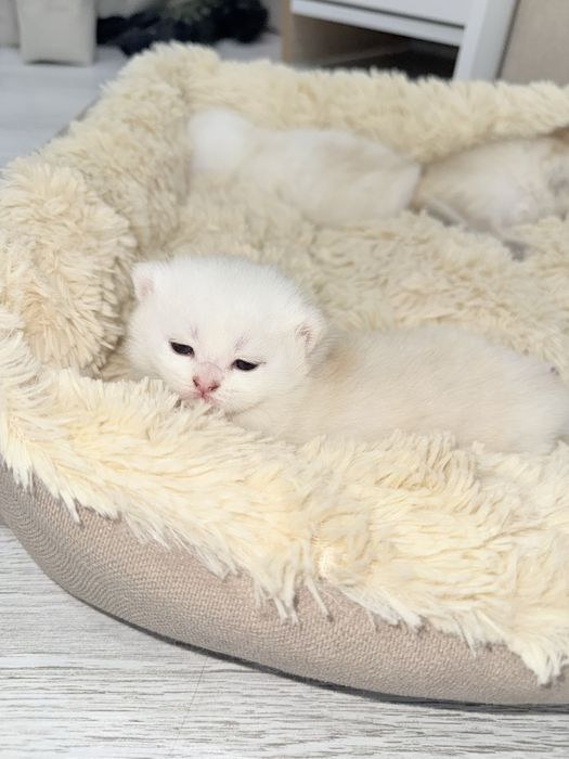 Продается Британские шиншиллы