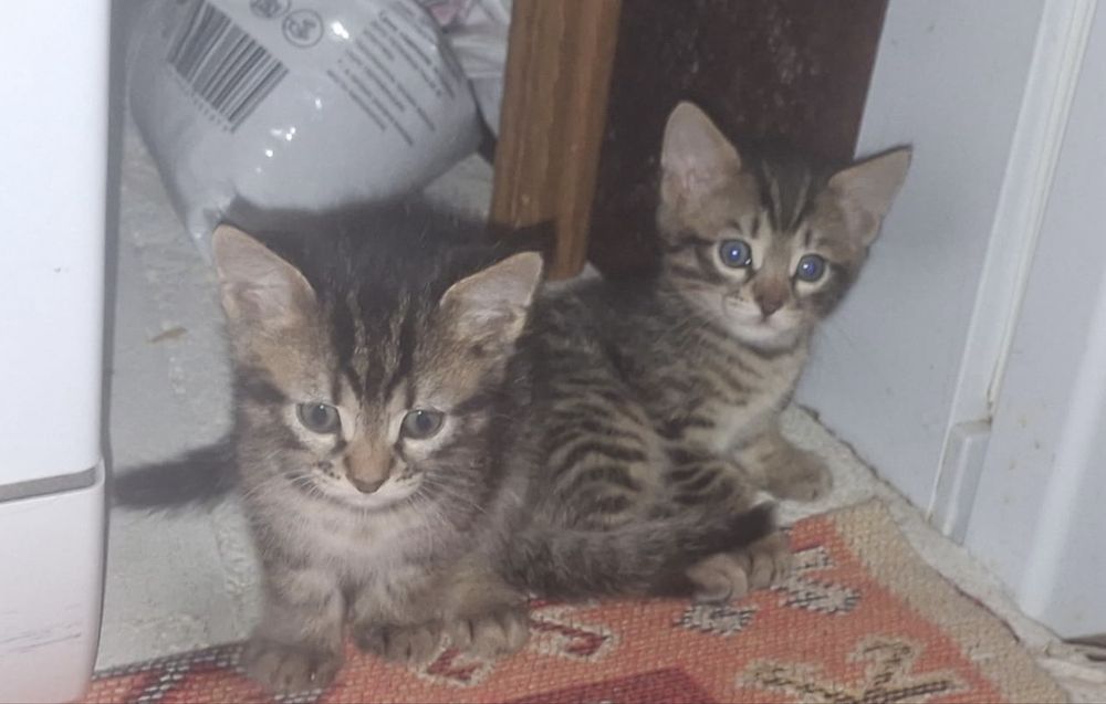 Отдам котят в хорошие руки