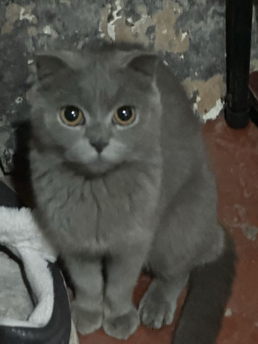 mushik sotilad qizbola