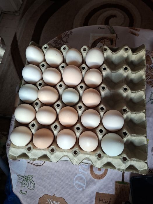 Продавам домашни оплодени яйца