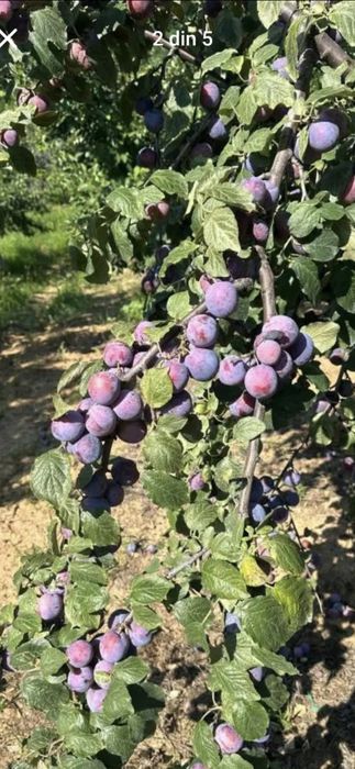 Prune pentru țuică – recoltă bogată, dulci și parfumate