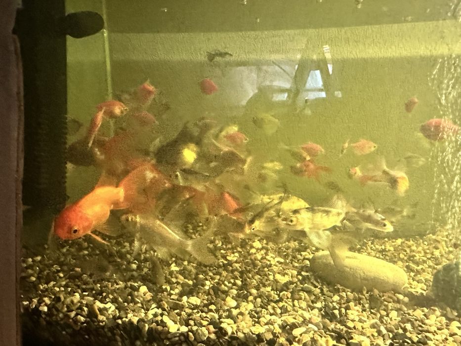 Продам красивых рыбок