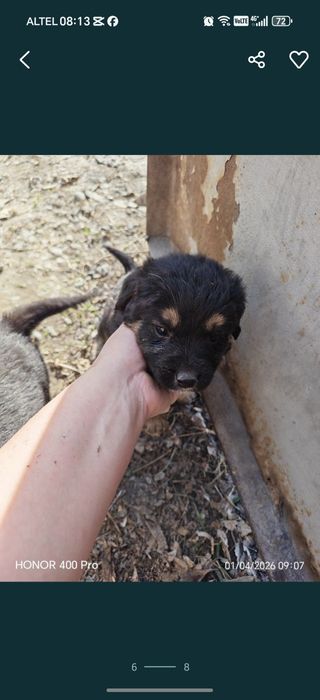 Отдам бесплатно щенков девочки