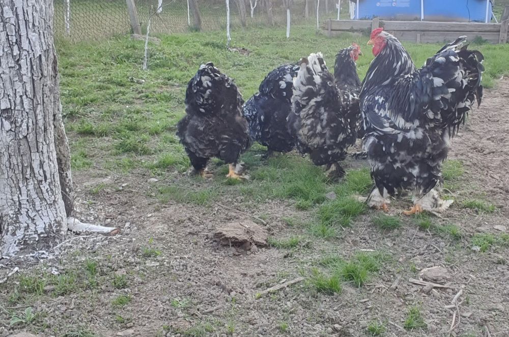 Ouă pentru incubat!