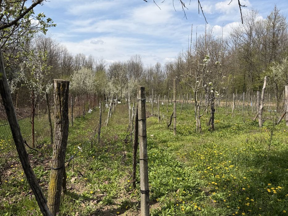 Casă P+E de vânzare – 3568mp + padure 10000mp, Budieni, comuna Scoarța, Gorj – direct proprietar