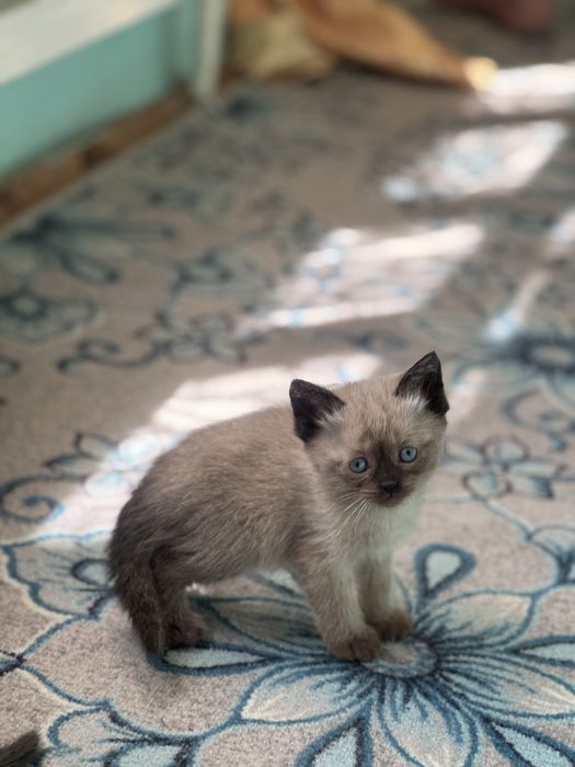 Продаем Кошку с котятами