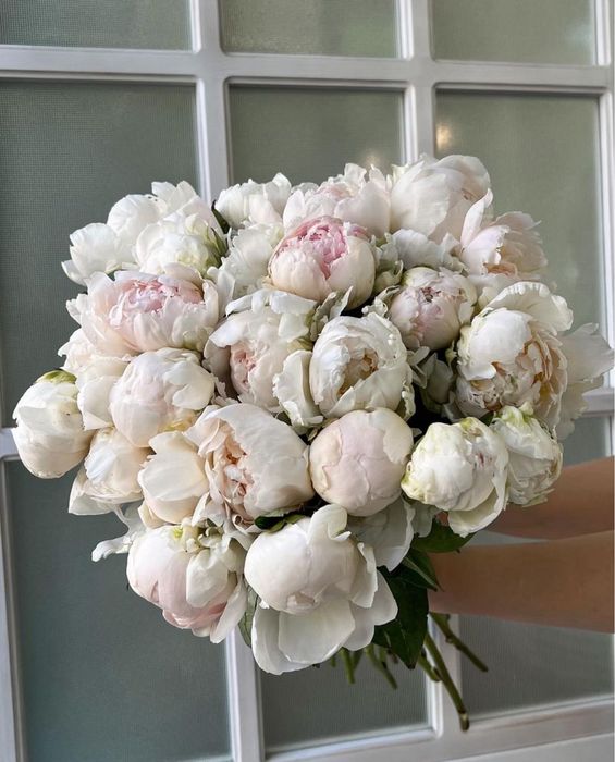 Пионы Голландские, Итальянские розница и опт