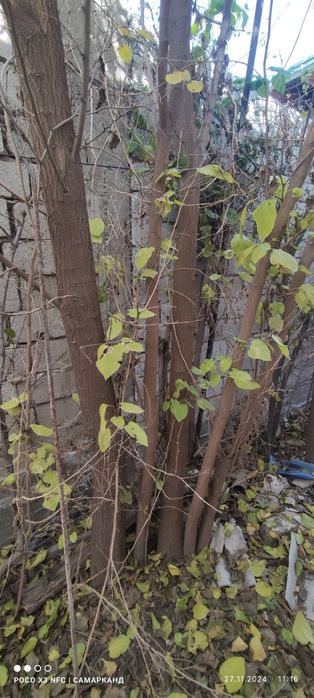 утин,дрова фруктовые ,дарахт, дераза