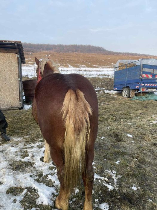 vînd mnza de un an si 2 luni