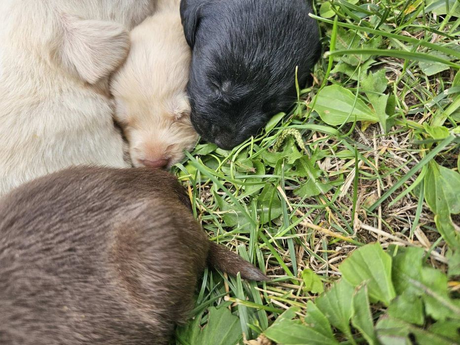 Подарявам кученца Лабрадор