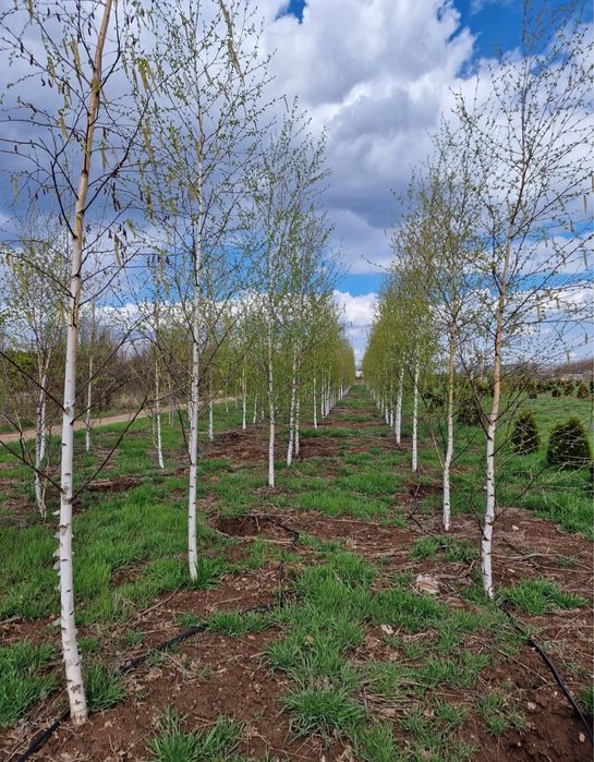 Vand mesteacan coaja alba calitate extra diferite dimensiuni