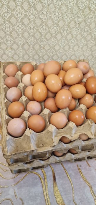 Домашние яйца ..