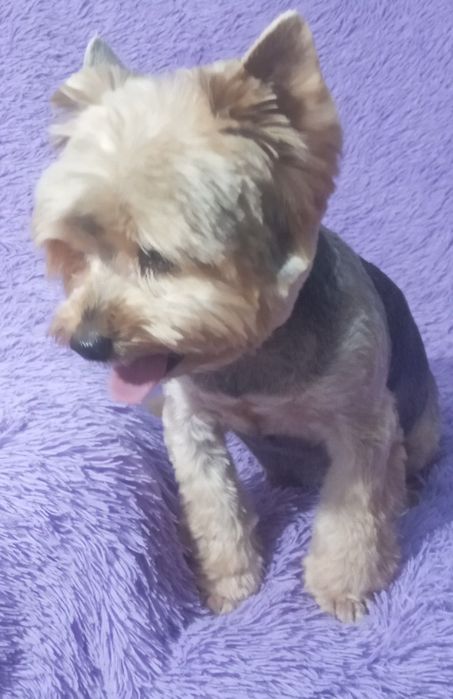 Груминг, стрижка кошек и собак