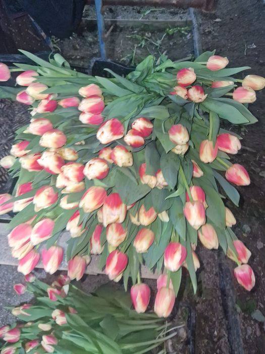 Тюльпаны крупные оптом