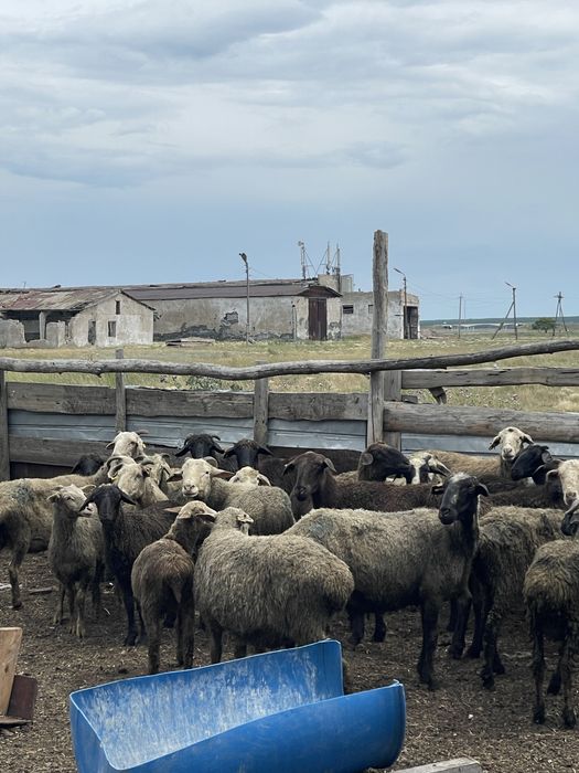 Продам бараны койлар сатам оптом