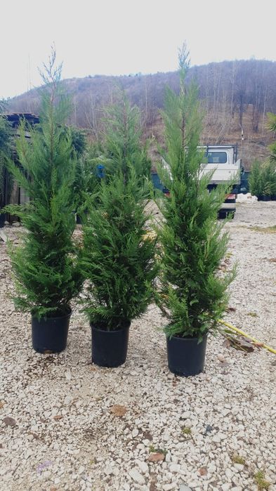 Leylandy bambus lemn cainesc