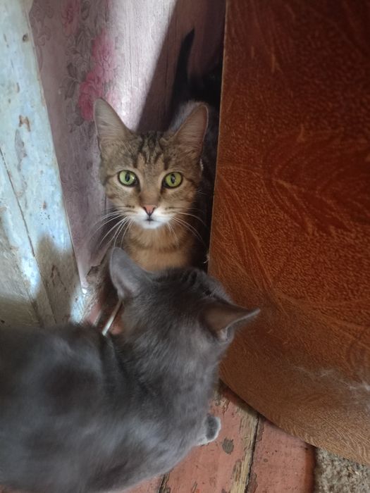 Срочно кошки ищут дом!