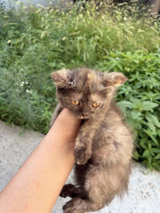 Отдам котят в хорошие руки