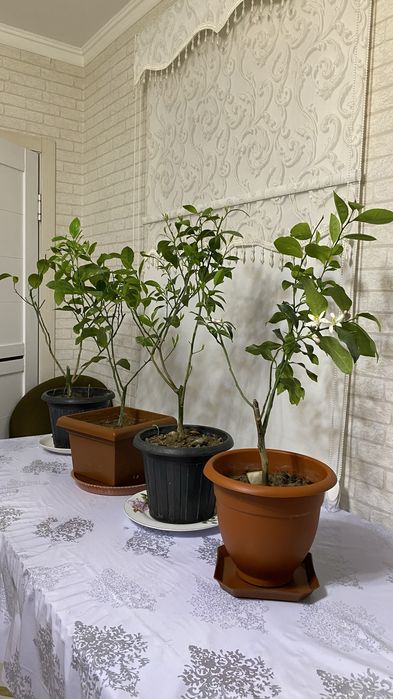 Лимонное дерево с плодами и бутонами