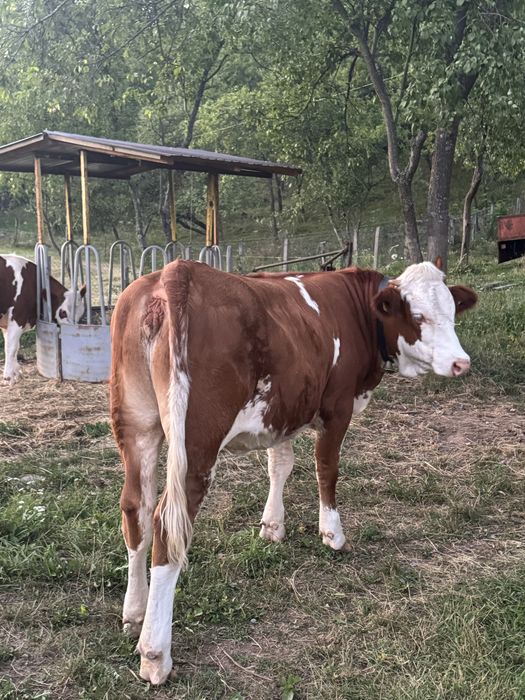 Vitea de 11 luni baltata romaneasca