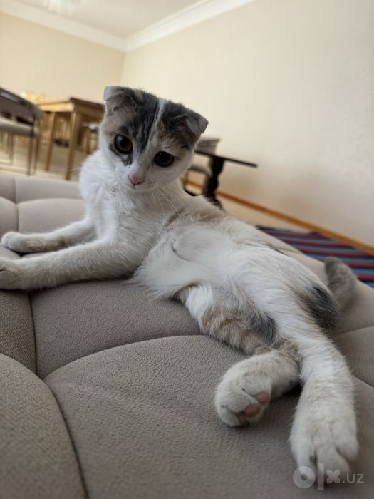 Котенок отдам даром