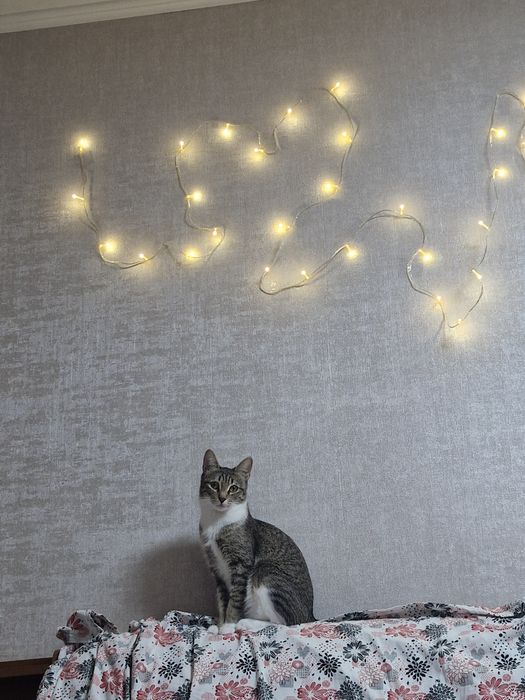 Отдам кошку в добрые руки