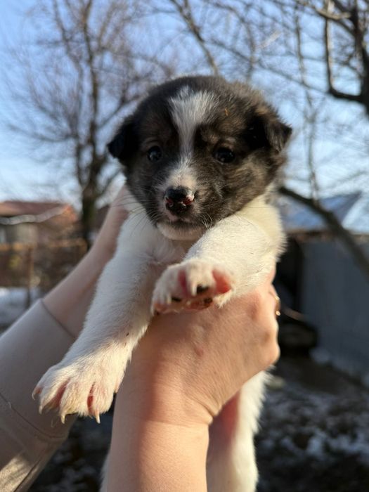 Отдам в любящие руки щенка девочку