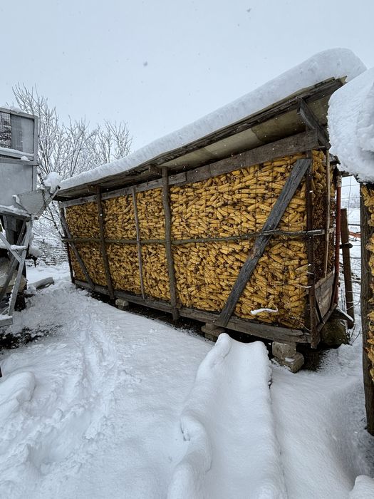 Vand porumb uscat bun de depozitat