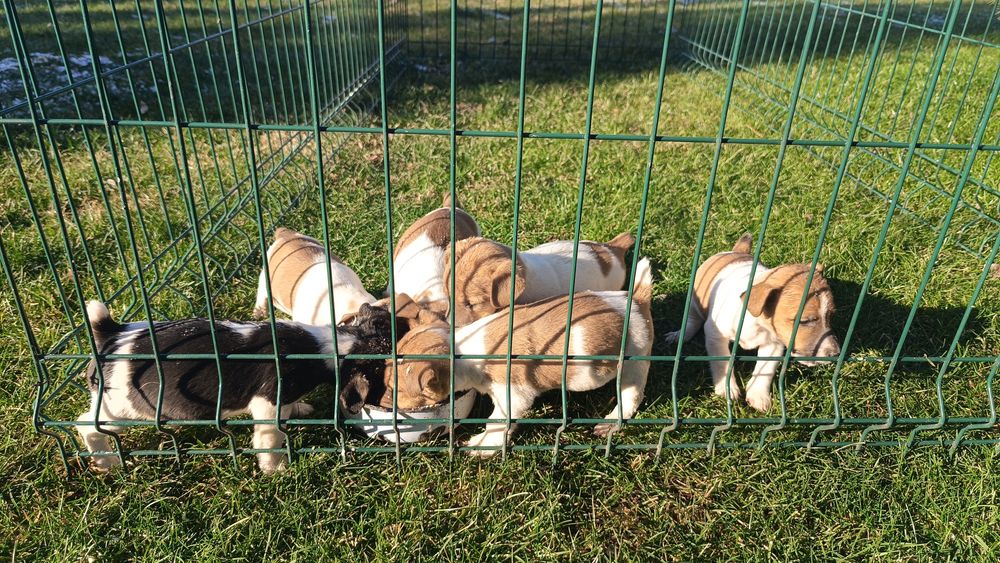 Джак ръсел териер