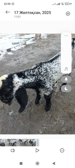 Битал теке лақ сатлады