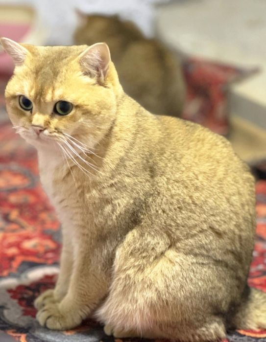 Отдам бесплатно золотую шиншиллу