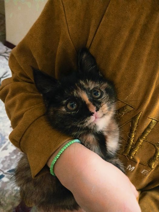 Отдадим котенка в хорошие руки