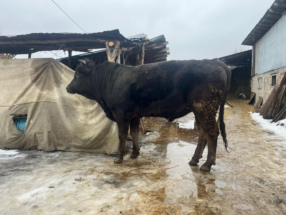 Продам Алатау быка