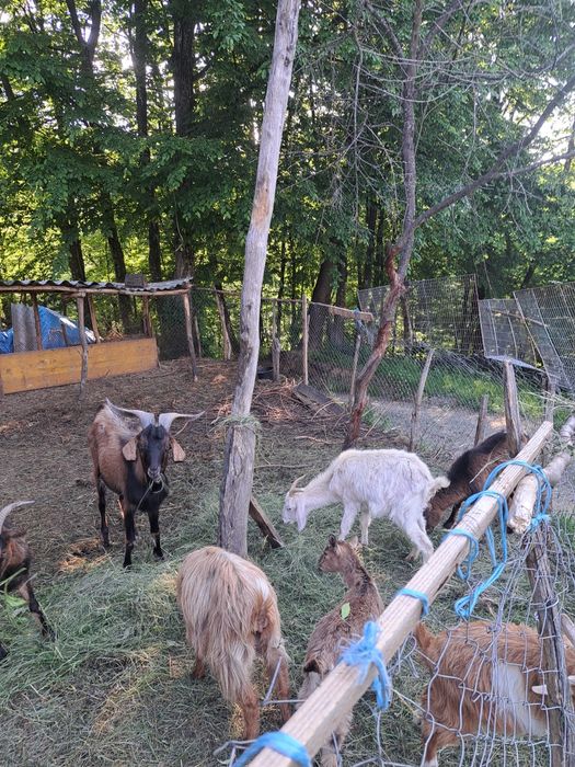 Vând  capre  si un țap