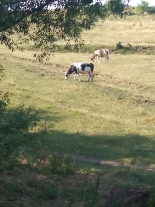 Vand vaca 3 ani jumate!