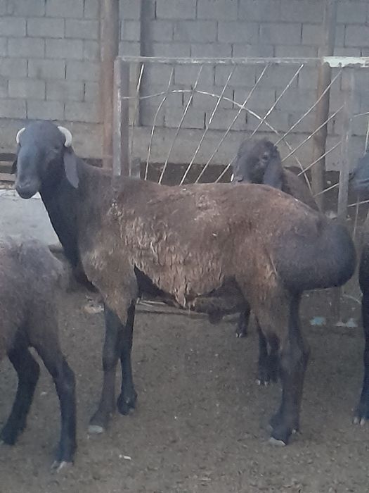 Кошкар сатыладыы,