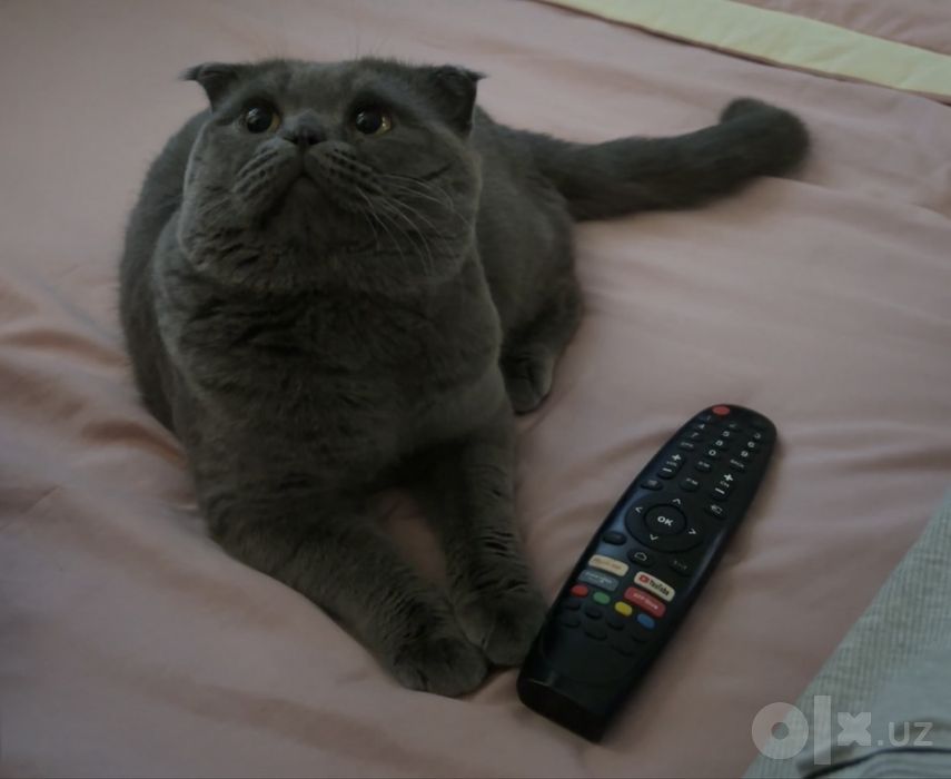 Zotdor Scottish fold⁠.