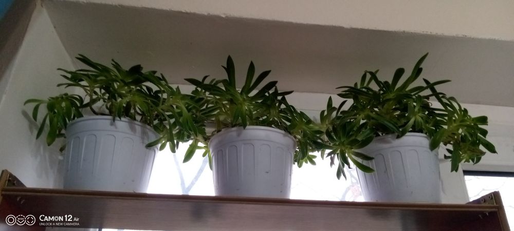 Цветы для офиса и дома разные