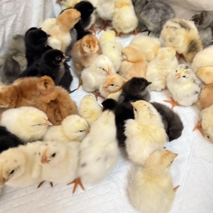 Цыплята , домашних разных пород.
