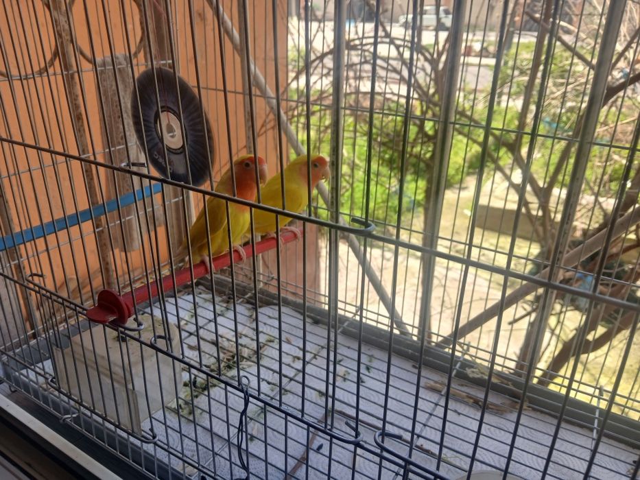 Попугаи неразлучники