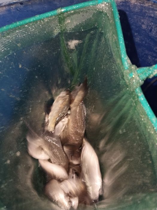 Живец сатылады..