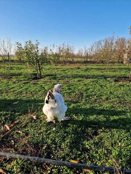 Familie Brahma HD 1+1 an 2024