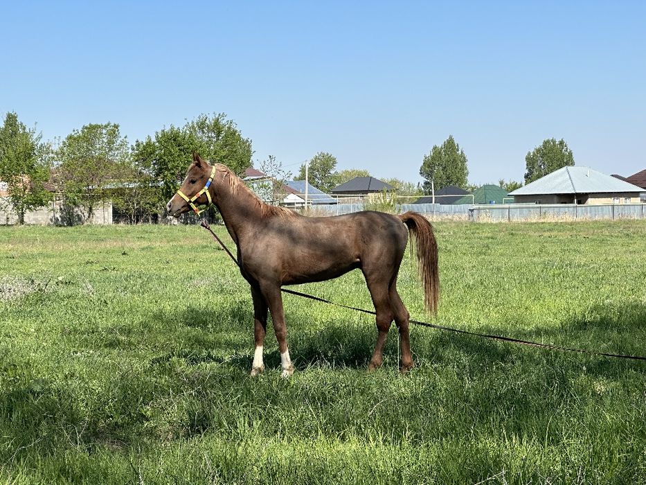 Араб айғыр. (Қызыл паспортпен)